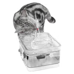cat watering fountain