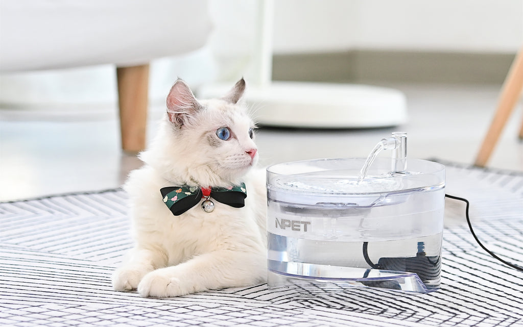 Cat Water Fountain- which one will be worth to recommend?