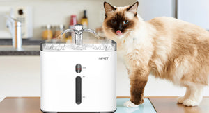 Most Q&A About Cat Water Fountains
